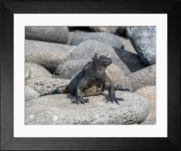 Framed Print : Adult Galapagos marine iguana (Amblyrhynchus cristatus), basking on North Seymour Island, Galapagos Islands, UNESCO World Heritage Site, Ecuador, South America Framed Print : Adult Galapagos marine iguana (Amblyrhynchus cristatus), basking on North Seymour Island, Galapagos Islands, UNESCO World Heritage Site, Ecuador, South America