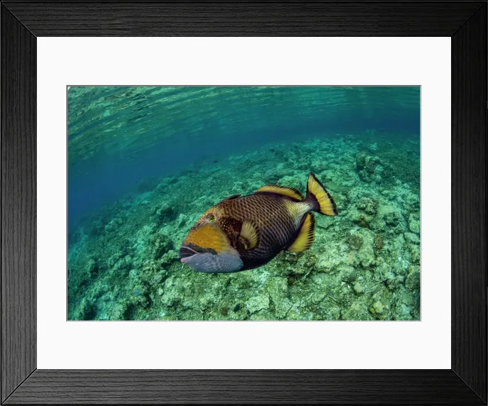 Framed Print : An adult titan triggerfish (Balistoides viridescens), on the reef off Bangka Island, Indonesia, Southeast Asia Framed Print : An adult titan triggerfish (Balistoides viridescens), on the reef off Bangka Island, Indonesia, Southeast Asia