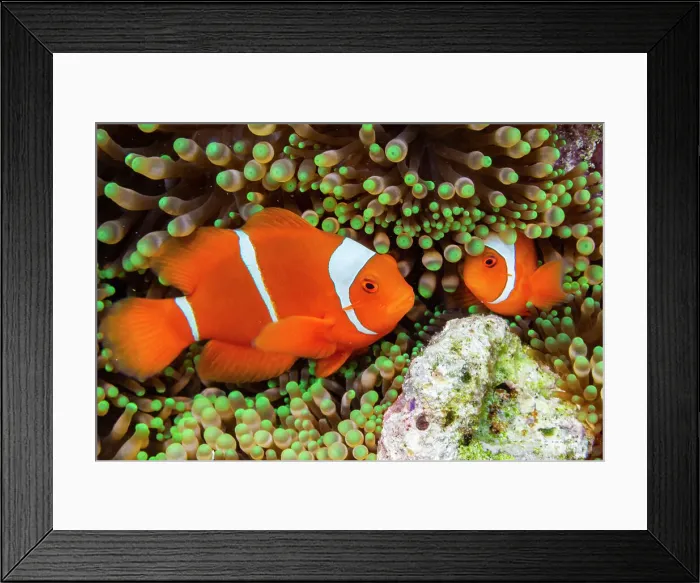 Framed Print : A pair of spine-cheek clownfish (Amphiprion biaculeatus), tucked into an anemone off Wohof Island, Raja Ampat, Indonesia, Southeast Asia Framed Print : A pair of spine-cheek clownfish (Amphiprion biaculeatus), tucked into an anemone off Wohof Island, Raja Ampat, Indonesia, Southeast Asia