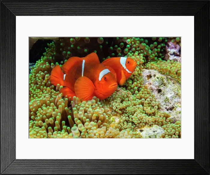 Framed Print : A pair of spine-cheek clownfish (Amphiprion biaculeatus), Pulau Gam night snorkel off Wohof Island, Raja Ampat, Indonesia, Southeast Asia Framed Print : A pair of spine-cheek clownfish (Amphiprion biaculeatus), Pulau Gam night snorkel off Wohof Island, Raja Ampat, Indonesia, Southeast Asia