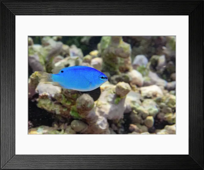 Framed Print : A juvenile blue demoiselle (Chrysiptera cyanea), on the reef off Kawe Island, Raja Ampat, Indonesia, Southeast Asia Framed Print : A juvenile blue demoiselle (Chrysiptera cyanea), on the reef off Kawe Island, Raja Ampat, Indonesia, Southeast Asia