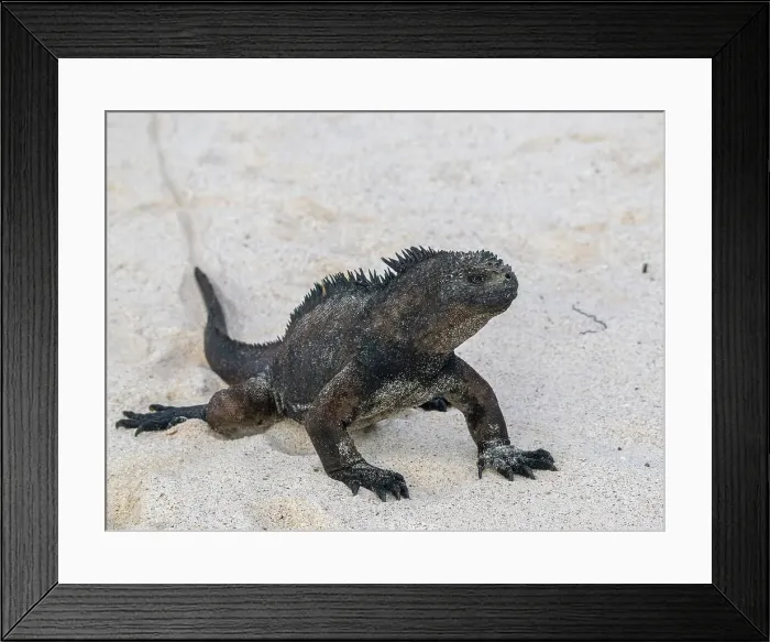 Framed Print : Adult Galapagos marine iguana (Amblyrhynchus cristatus), on the beach at Cerro Brujo Beach, San Cristobal Island, Galapagos Islands, UNESCO World Heritage Site, Ecuador, South America Framed Print : Adult Galapagos marine iguana (Amblyrhynchus cristatus), on the beach at Cerro Brujo Beach, San Cristobal Island, Galapagos Islands, UNESCO World Heritage Site, Ecuador, South America