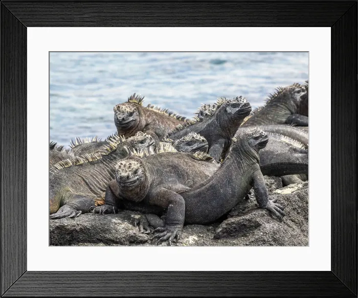 Framed Print : Adult Galapagos marine iguanas (Amblyrhynchus cristatus), basking on Fernandina Island, Galapagos Islands, UNESCO World Heritage Site, Ecuador, South America Framed Print : Adult Galapagos marine iguanas (Amblyrhynchus cristatus), basking on Fernandina Island, Galapagos Islands, UNESCO World Heritage Site, Ecuador, South America