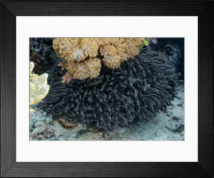 Framed Print : A school of striped eel catfish (Plotosus lineatus), swimming on the reef off Bangka Island, Indonesia, Southeast Asia Framed Print : A school of striped eel catfish (Plotosus lineatus), swimming on the reef off Bangka Island, Indonesia, Southeast Asia