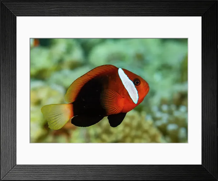 Framed Print : An adult blackback anemonefish (Amphiprion melanopus), swimming on the reef off Bangka Island, Indonesia, Southeast Asia Framed Print : An adult blackback anemonefish (Amphiprion melanopus), swimming on the reef off Bangka Island, Indonesia, Southeast Asia