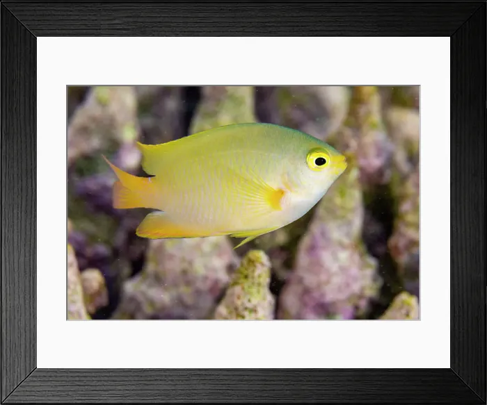 Framed Print : An adult lemon damsel (Pomacentrus moluccensis), on the reef off Kawe Island, Raja Ampat, Indonesia, Southeast Asia Framed Print : An adult lemon damsel (Pomacentrus moluccensis), on the reef off Kawe Island, Raja Ampat, Indonesia, Southeast Asia