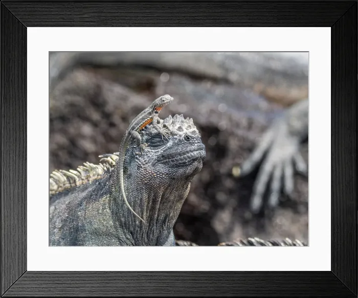 Framed Print : Galapagos marine iguana (Amblyrhynchus cristatus), Galapagos lava lizard (Microlophus albemarlensis), Galapagos Islands, UNESCO World Heritage Site, Ecuador, South America Framed Print : Galapagos marine iguana (Amblyrhynchus cristatus), Galapagos lava lizard (Microlophus albemarlensis), Galapagos Islands, UNESCO World Heritage Site, Ecuador, South America