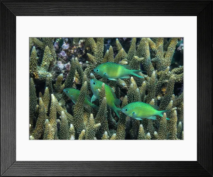 Framed Print : Adult blue-green chromis (Chromis virdis), on the reef off Kri Island, Raja Ampat, Indonesia, Southeast Asia Framed Print : Adult blue-green chromis (Chromis virdis), on the reef off Kri Island, Raja Ampat, Indonesia, Southeast Asia