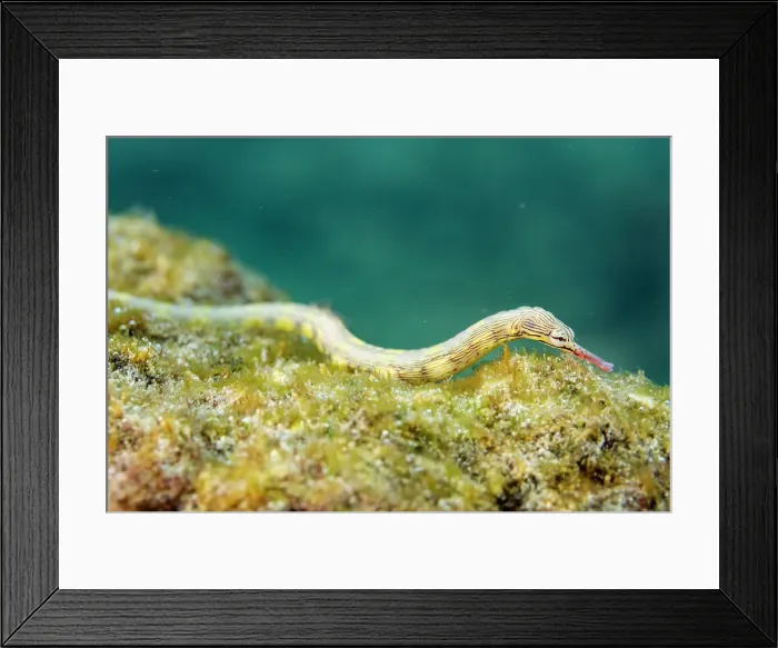 Framed Print : An adult banded pipefish (Dunckerocampus dactyliophorus), on the reef off Wohof Island, Raja Ampat, Indonesia, Southeast Asia Framed Print : An adult banded pipefish (Dunckerocampus dactyliophorus), on the reef off Wohof Island, Raja Ampat, Indonesia, Southeast Asia