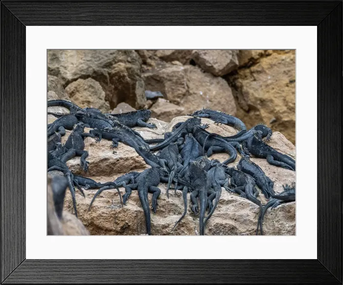 Framed Print : Adult Galapagos marine iguanas (Amblyrhynchus cristatus), basking in the sunshine, Isabela Island, Galapagos Islands, UNESCO World Heritage Site, Ecuador, South America