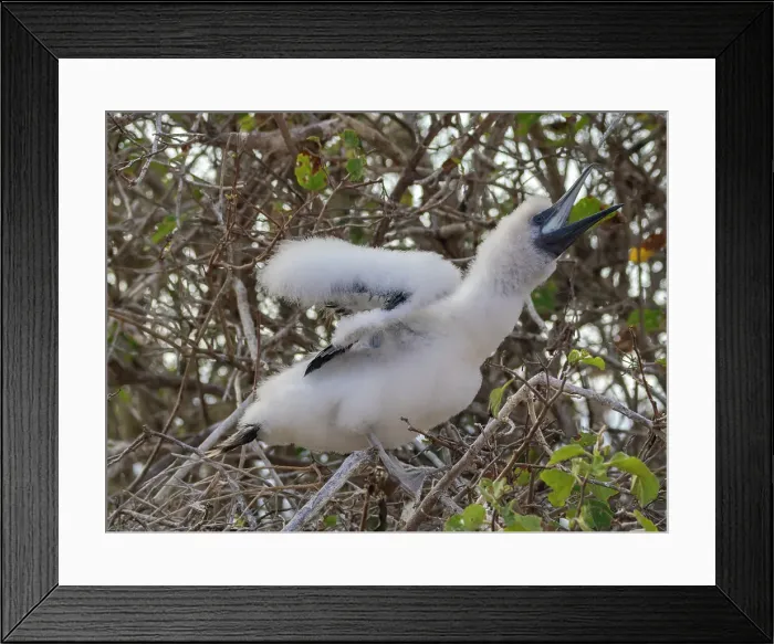 Framed Print : A red-footed booby (Sula sula) chick in a tree at Punta Pitt, San Cristobal Island, Galapagos Islands, UNESCO World Heritage Site, Ecuador, South America Framed Print : A red-footed booby (Sula sula) chick in a tree at Punta Pitt, San Cristobal Island, Galapagos Islands, UNESCO World Heritage Site, Ecuador, South America
