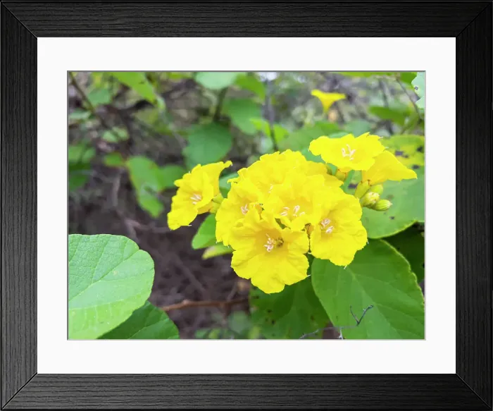 Framed Print : Yellow cordia (Cordia lutea), Urbina Bay, Santiago Island, Galapagos Islands, UNESCO World Heritage Site, Ecuador, South America Framed Print : Yellow cordia (Cordia lutea), Urbina Bay, Santiago Island, Galapagos Islands, UNESCO World Heritage Site, Ecuador, South America