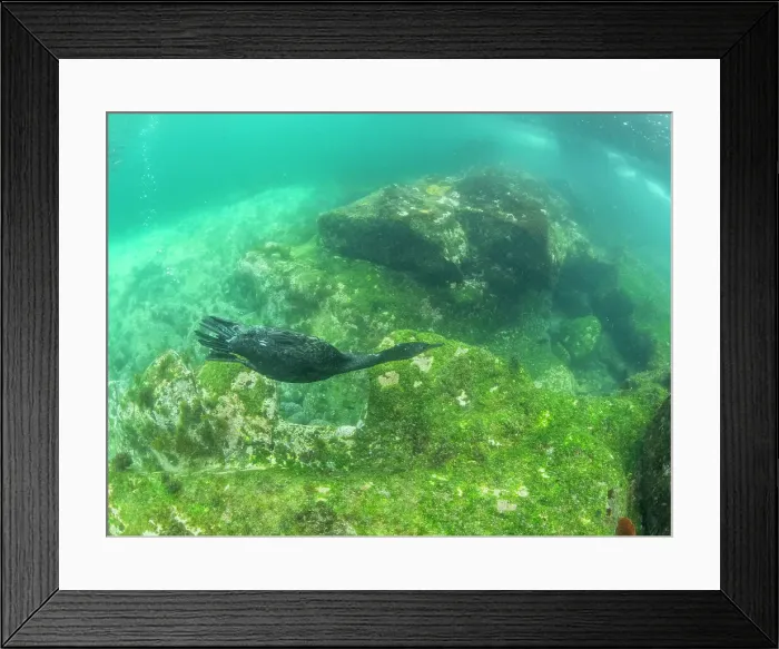 Framed Print : Adult flightless cormorant (Nannopterum harris), underwater at Fernandina Island, Galapagos Islands, UNESCO World Heritage Site, Ecuador, South America Framed Print : Adult flightless cormorant (Nannopterum harris), underwater at Fernandina Island, Galapagos Islands, UNESCO World Heritage Site, Ecuador, South America