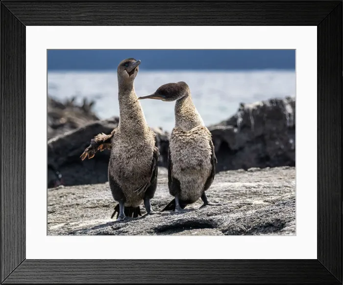 Framed Print : Adult pair of courting flightless cormorants (Nannopterum harris), Fernandina Island, Galapagos Islands, UNESCO World Heritage Site, Ecuador, South America Framed Print : Adult pair of courting flightless cormorants (Nannopterum harris), Fernandina Island, Galapagos Islands, UNESCO World Heritage Site, Ecuador, South America