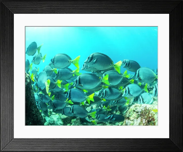 Framed Print : A school of razor surgeonfish (Prionurus laticlavius), on the reef at Fernandina Island, Galapagos Islands, UNESCO World Heritage Site, Ecuador, South America Framed Print : A school of razor surgeonfish (Prionurus laticlavius), on the reef at Fernandina Island, Galapagos Islands, UNESCO World Heritage Site, Ecuador, South America