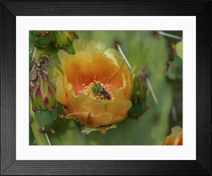 Framed Print : A flowering blind pricklypear cactus (Opuntia rufida), Big Bend National Park, Texas, United States of America, North America Framed Print : A flowering blind pricklypear cactus (Opuntia rufida), Big Bend National Park, Texas, United States of America, North America