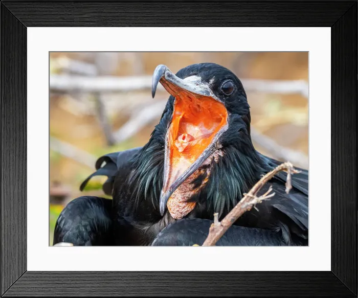 Framed Print : Adult male great frigatebird (Fregata minor), on the nest on North Seymour Island, Galapagos Islands, UNESCO World Heritage Site, Ecuador, South America Framed Print : Adult male great frigatebird (Fregata minor), on the nest on North Seymour Island, Galapagos Islands, UNESCO World Heritage Site, Ecuador, South America