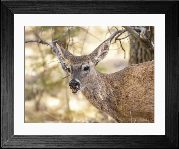 Framed Print : An young white-tailed deer (Odocoileus virginianus), Big Bend National Park, Texas, United States of America, North America