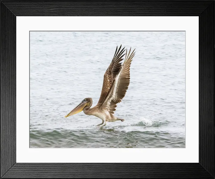 Framed Print : Juvenile brown pelican (Pelecanus occidentalis), in Buccaneer Cove, Santiago Island, Galapagos Islands, UNESCO World Heritage Site, Ecuador, South America Framed Print : Juvenile brown pelican (Pelecanus occidentalis), in Buccaneer Cove, Santiago Island, Galapagos Islands, UNESCO World Heritage Site, Ecuador, South America