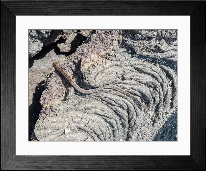 Framed Print : An adult Galapagos racer (Pseudalsophis biserialis), on pahoehoe lava on Fernandina Island, Galapagos Islands, UNESCO World Heritage Site, Ecuador, South America
