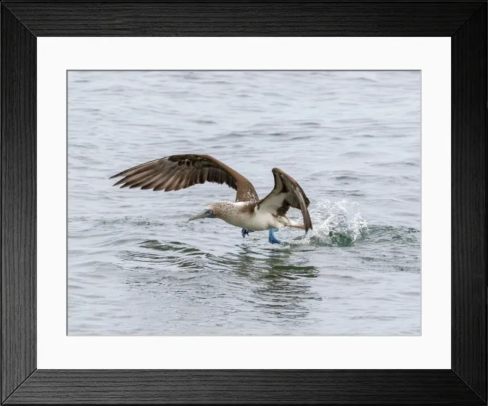 Framed Print : Adult blue-footed booby (Sula nebouxii) taking flight in Buccaneer Cove, Santiago Island, Galapagos Islands, UNESCO World Heritage Site, Ecuador, South America Framed Print : Adult blue-footed booby (Sula nebouxii) taking flight in Buccaneer Cove, Santiago Island, Galapagos Islands, UNESCO World Heritage Site, Ecuador, South America