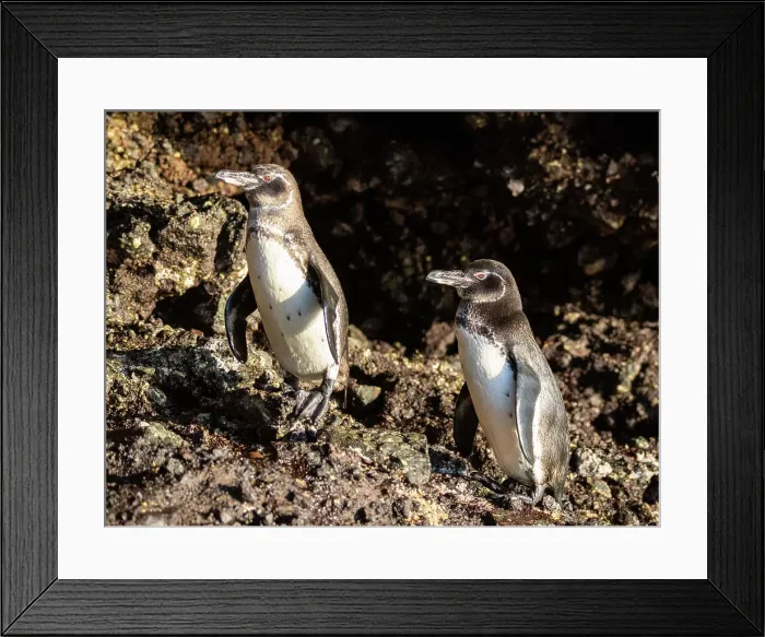 Framed Print : A pair of adult Galapagos penguins (Spheniscus mendiculus), on the rocks in Urbina Bay, Galapagos Islands, UNESCO World Heritage Site, Ecuador, South America Framed Print : A pair of adult Galapagos penguins (Spheniscus mendiculus), on the rocks in Urbina Bay, Galapagos Islands, UNESCO World Heritage Site, Ecuador, South America
