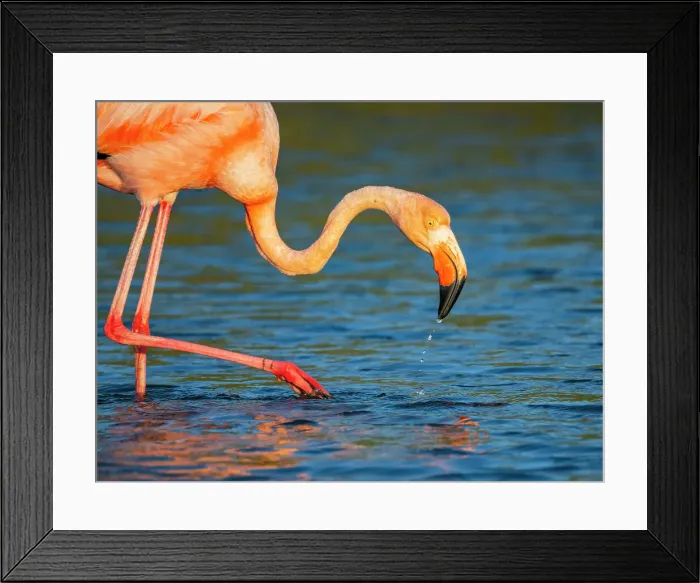 Framed Print : Adult American flamingo (Phoenicopterus ruber) feeding on artesmia shrimp, Rabida Island, Galapagos Islands, UNESCO World Heritage Site, Ecuador, South America Framed Print : Adult American flamingo (Phoenicopterus ruber) feeding on artesmia shrimp, Rabida Island, Galapagos Islands, UNESCO World Heritage Site, Ecuador, South America