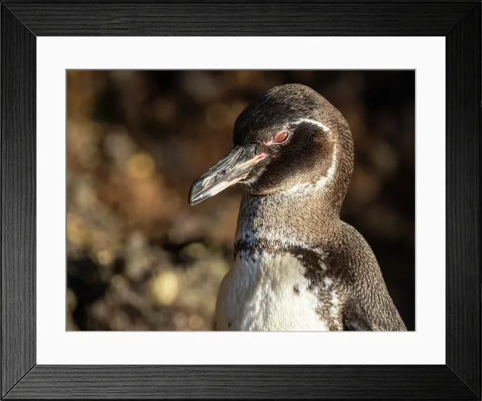 Framed Print : An adult Galapagos penguin (Spheniscus mendiculus), on the rocks in Urbina Bay, Galapagos Islands, UNESCO World Heritage Site, Ecuador, South America Framed Print : An adult Galapagos penguin (Spheniscus mendiculus), on the rocks in Urbina Bay, Galapagos Islands, UNESCO World Heritage Site, Ecuador, South America