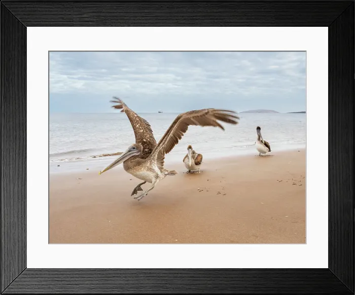 Framed Print : Juvenile brown pelicans (Pelecanus occidentalis), in Buccaneer Cove, Santiago Island, Galapagos Islands, UNESCO World Heritage Site, Ecuador, South America Framed Print : Juvenile brown pelicans (Pelecanus occidentalis), in Buccaneer Cove, Santiago Island, Galapagos Islands, UNESCO World Heritage Site, Ecuador, South America