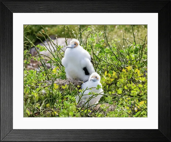 Framed Print : Great frigatebird (Fregata minor) chicks on the nest on North Seymour Island, Galapagos Islands, UNESCO World Heritage Site, Ecuador, South America Framed Print : Great frigatebird (Fregata minor) chicks on the nest on North Seymour Island, Galapagos Islands, UNESCO World Heritage Site, Ecuador, South America