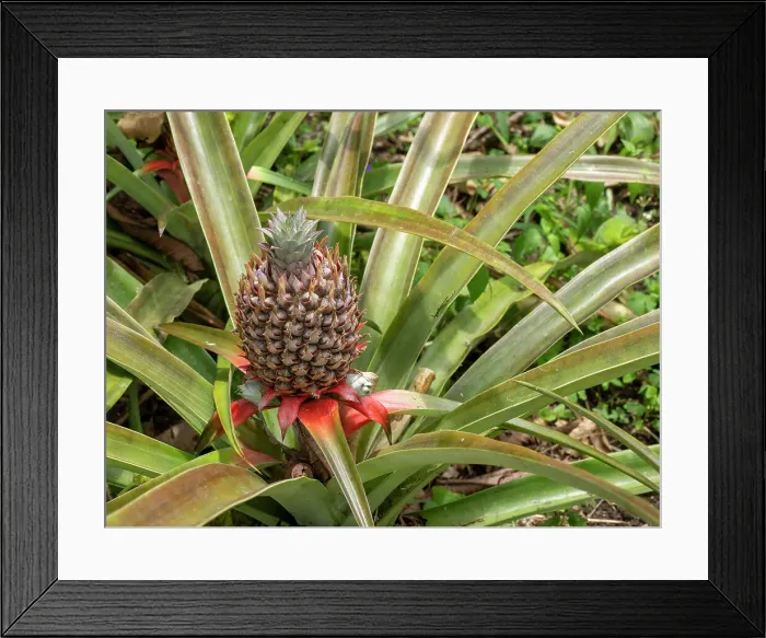 Framed Print : Pineapple (Ananas comosus) growing at the Granja Integral Ochoa hydroponics farm, Santa Cruz Island, Galapagos Islands, UNESCO World Heritage Site, Ecuador, South America Framed Print : Pineapple (Ananas comosus) growing at the Granja Integral Ochoa hydroponics farm, Santa Cruz Island, Galapagos Islands, UNESCO World Heritage Site, Ecuador, South America