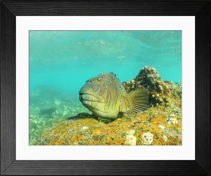 Framed Print : An adult giant hawkfish (Cirrhitus rivulatus), on the reef at Buccaneer Cove, Santiago Island, Galapagos Islands, UNESCO World Heritage Site, Ecuador, South America Framed Print : An adult giant hawkfish (Cirrhitus rivulatus), on the reef at Buccaneer Cove, Santiago Island, Galapagos Islands, UNESCO World Heritage Site, Ecuador, South America