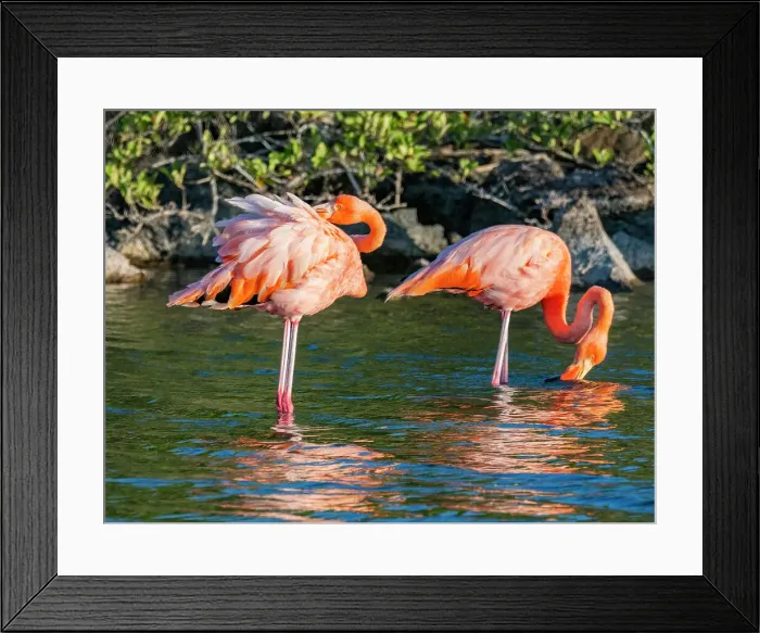 Framed Print : A pair of American flamingo (Phoenicopterus ruber) feeding on artesmia shrimp, Rabida Island, Galapagos Islands, UNESCO World Heritage Site, Ecuador, South America Framed Print : A pair of American flamingo (Phoenicopterus ruber) feeding on artesmia shrimp, Rabida Island, Galapagos Islands, UNESCO World Heritage Site, Ecuador, South America