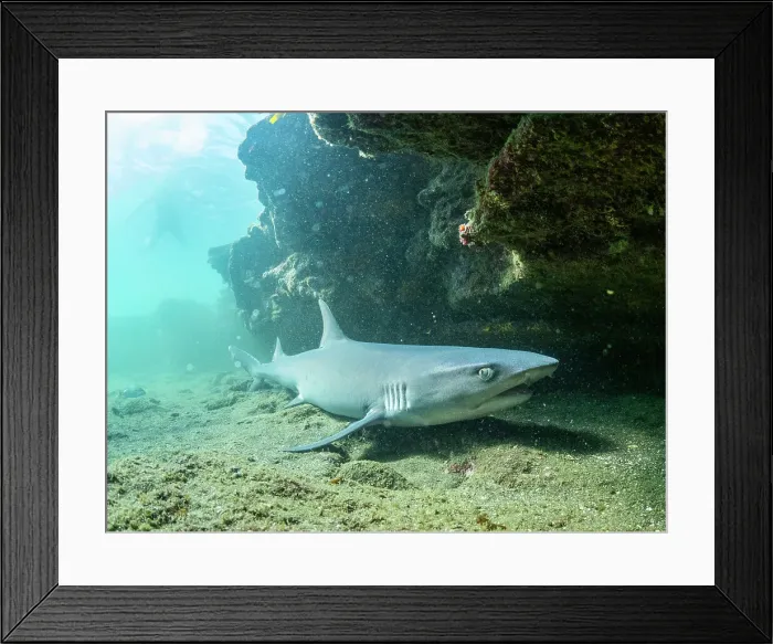 Framed Print : Adult whitetip reef shark (Triaenodon obesus) under a ledge in Puerto Egas, Santiago Island, Galapagos Islands, UNESCO World Heritage Site, Ecuador, South America Framed Print : Adult whitetip reef shark (Triaenodon obesus) under a ledge in Puerto Egas, Santiago Island, Galapagos Islands, UNESCO World Heritage Site, Ecuador, South America