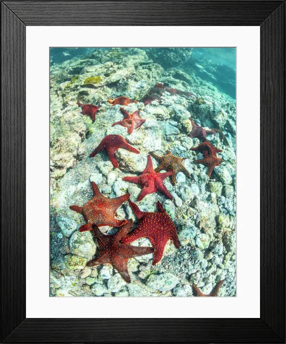 Framed Print : Panamic cushion star (Pentaceratser cumingi), in a scrum on Fernandina Island, Galapagos Islands, UNESCO World Heritage Site, Ecuador, South America Framed Print : Panamic cushion star (Pentaceratser cumingi), in a scrum on Fernandina Island, Galapagos Islands, UNESCO World Heritage Site, Ecuador, South America