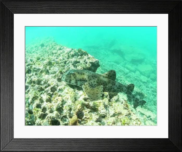 Framed Print : An adult Galapagos bullhead shark (Heterodontus quoyi), Buccaneer Cove, Santiago Island, Galapagos Islands, UNESCO World Heritage Site, Ecuador, South America Framed Print : An adult Galapagos bullhead shark (Heterodontus quoyi), Buccaneer Cove, Santiago Island, Galapagos Islands, UNESCO World Heritage Site, Ecuador, South America