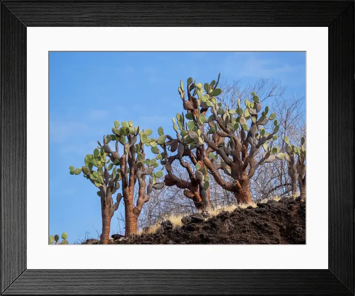 Framed Print : Opuntia Cactus (Opuntia galapageia), Buccaneer Cove, Santiago Island, Galapagos Islands, UNESCO World Heritage Site, Ecuador, South America Framed Print : Opuntia Cactus (Opuntia galapageia), Buccaneer Cove, Santiago Island, Galapagos Islands, UNESCO World Heritage Site, Ecuador, South America