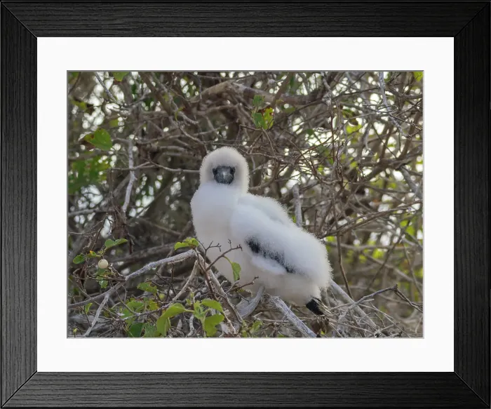 Framed Print : A red-footed booby (Sula sula) chick in a tree at Punta Pitt, San Cristobal Island, Galapagos Islands, UNESCO World Heritage Site, Ecuador, South America Framed Print : A red-footed booby (Sula sula) chick in a tree at Punta Pitt, San Cristobal Island, Galapagos Islands, UNESCO World Heritage Site, Ecuador, South America