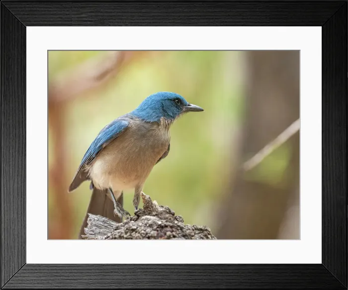 Framed Print : An adult Mexican jay (Aphelocoma wollweberi), Big Bend National Park, Texas, United States of America, North America