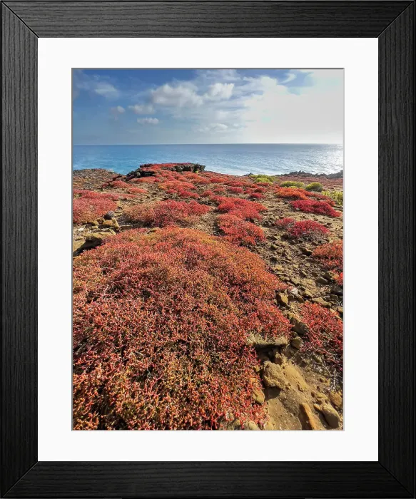 Framed Print : Galapagos carpet (Sesuvium edmonstonei), Punta Pitt, San Cristobal Island, Galapagos, UNESCO World Heritage Site, Ecuador, South America Framed Print : Galapagos carpet (Sesuvium edmonstonei), Punta Pitt, San Cristobal Island, Galapagos, UNESCO World Heritage Site, Ecuador, South America
