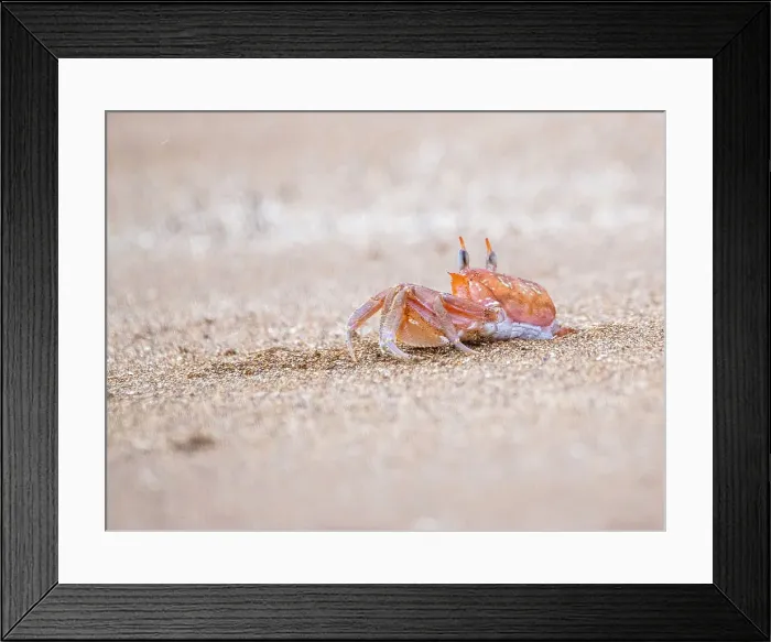 Framed Print : An adult painted ghost crab (Ocypode guadichaudii), Buccaneer Cove, Santiago Island, Galapagos, UNESCO World Heritage Site, Ecuador, South America Framed Print : An adult painted ghost crab (Ocypode guadichaudii), Buccaneer Cove, Santiago Island, Galapagos, UNESCO World Heritage Site, Ecuador, South America