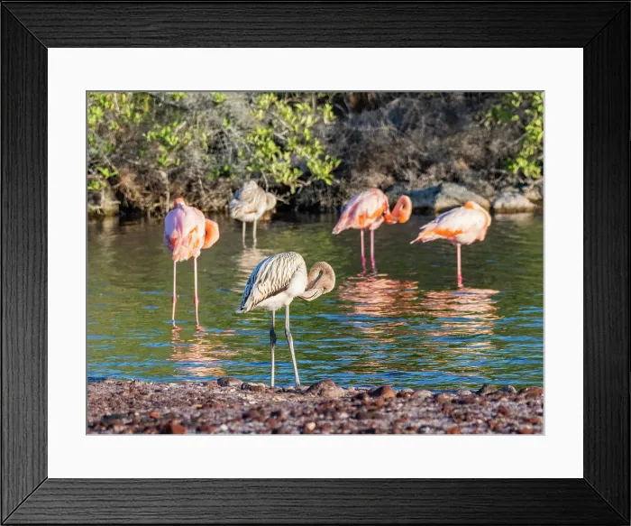 Framed Print : A flock of American flamingo (Phoenicopterus ruber), feeding on artesmia shrimp, Rabida Island, Galapagos Islands, UNESCO World Heritage Site, Ecuador, South America Framed Print : A flock of American flamingo (Phoenicopterus ruber), feeding on artesmia shrimp, Rabida Island, Galapagos Islands, UNESCO World Heritage Site, Ecuador, South America