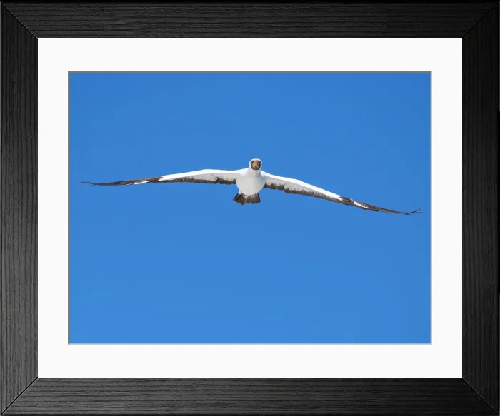 Framed Print : An adult Nazca Booby (Sula granti), in flight in Buccaneer Cove, Santiago Island, Galapagos Islands, UNESCO World Heritage Site, Ecuador, South America Framed Print : An adult Nazca Booby (Sula granti), in flight in Buccaneer Cove, Santiago Island, Galapagos Islands, UNESCO World Heritage Site, Ecuador, South America
