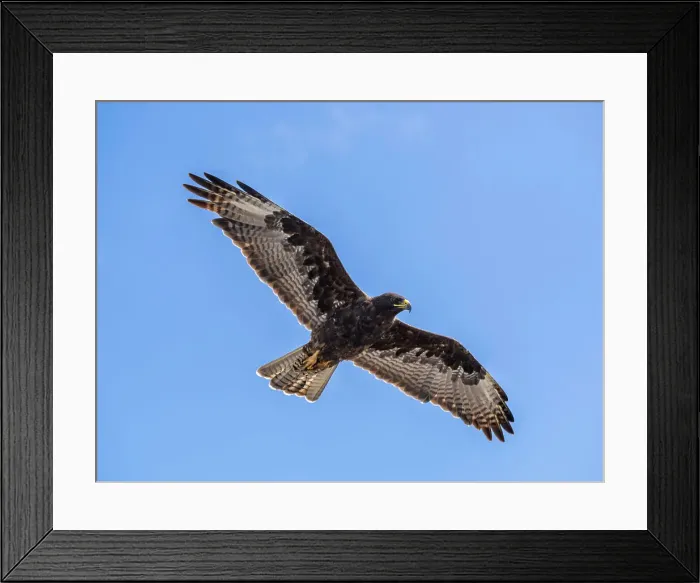 Framed Print : Adult Galapagos hawk (Buteo galapagoensis), on Fernandina Island, Galapagos Islands, UNESCO World Heritage Site, Ecuador, South America Framed Print : Adult Galapagos hawk (Buteo galapagoensis), on Fernandina Island, Galapagos Islands, UNESCO World Heritage Site, Ecuador, South America