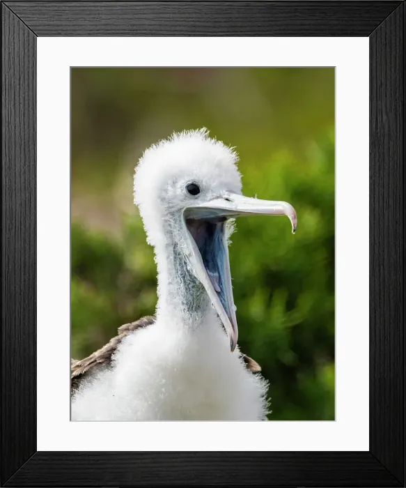 Framed Print : Great frigatebird (Fregata minor) chick on the nest on North Seymour Island, Galapagos Islands, UNESCO World Heritage Site, Ecuador, South America Framed Print : Great frigatebird (Fregata minor) chick on the nest on North Seymour Island, Galapagos Islands, UNESCO World Heritage Site, Ecuador, South America