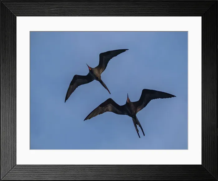 Framed Print : A pair of adult male great frigatebirds (Fregata minor), in flight over Fernandina Island, Galapagos Islands, UNESCO World Heritage Site, Ecuador, South America Framed Print : A pair of adult male great frigatebirds (Fregata minor), in flight over Fernandina Island, Galapagos Islands, UNESCO World Heritage Site, Ecuador, South America