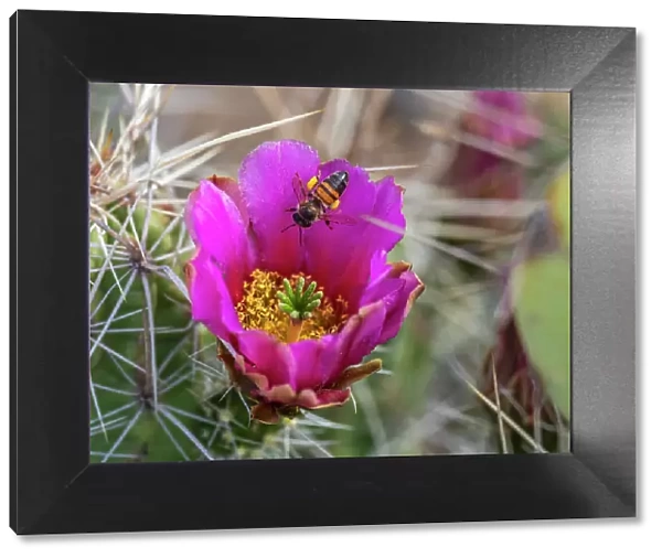 A western honey bee (Apis mellifera), on a strawberry cactus (Echinocereus enneacanthus), Big Bend National Park, Texas, United States of America, North America