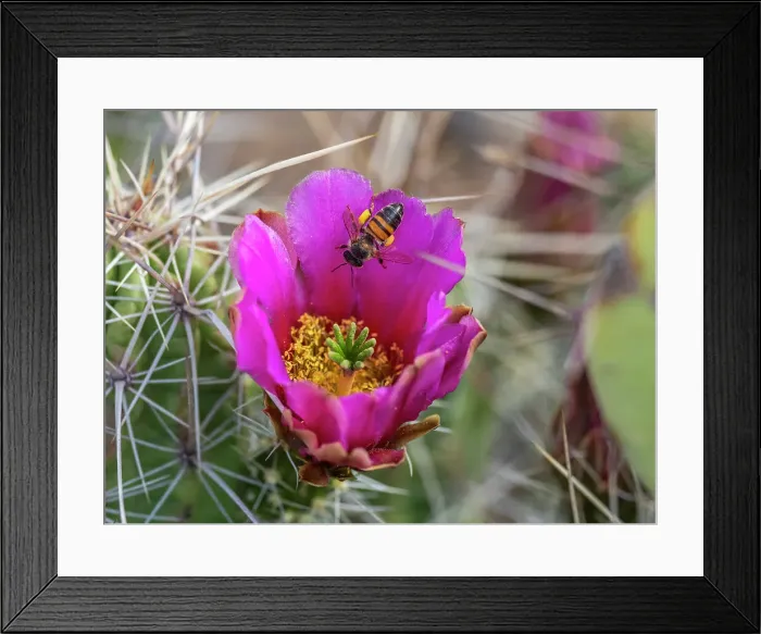 Framed Print : A western honey bee (Apis mellifera), on a strawberry cactus (Echinocereus enneacanthus), Big Bend National Park, Texas, United States of America, North America Framed Print : A western honey bee (Apis mellifera), on a strawberry cactus (Echinocereus enneacanthus), Big Bend National Park, Texas, United States of America, North America