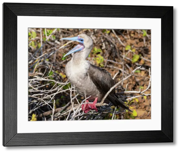 Framed Print : An adult red-footed booby (Sula sula), at Punta Pitt, San Cristobal Island, Galapagos Islands, UNESCO World Heritage Site, Ecuador, South America Framed Print : An adult red-footed booby (Sula sula), at Punta Pitt, San Cristobal Island, Galapagos Islands, UNESCO World Heritage Site, Ecuador, South America