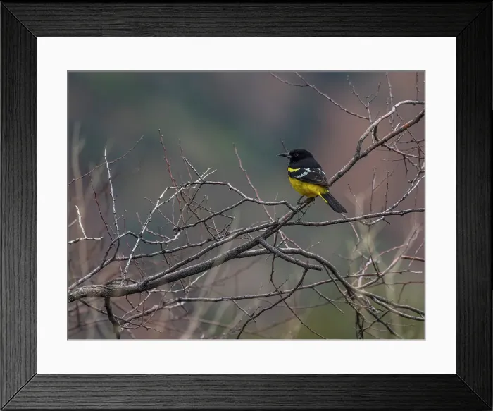 Framed Print : An adult Scotts oriole (Icterus parisorum), Big Bend National Park, Texas, United States of America, North America Framed Print : An adult Scotts oriole (Icterus parisorum), Big Bend National Park, Texas, United States of America, North America